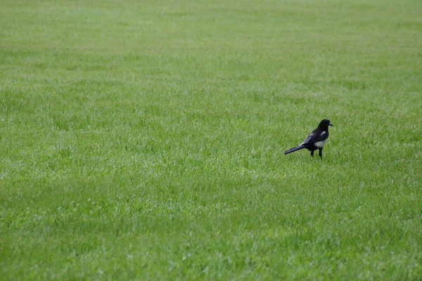 Pájaro Negro Hierba Fondo Naturaleza — Foto de Stock