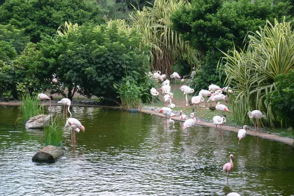 Flamingo Parque Kowloon Hong Kon — Fotografia de Stock