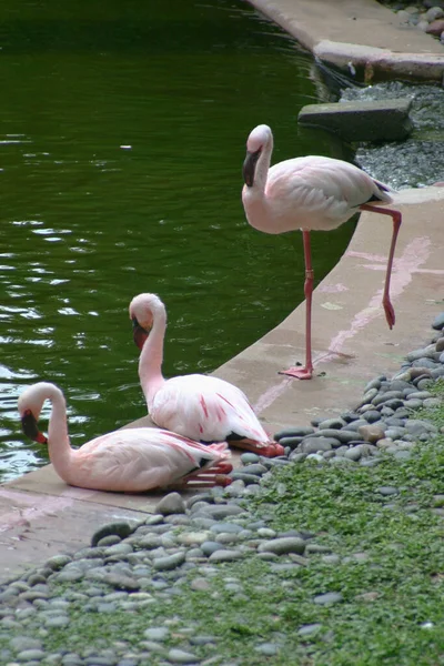 Flamingo Vid Kowloon Parken Hong Kon — Stockfoto