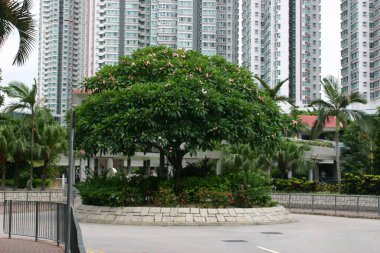 8 Temmuz 2004 Tung Chau Sokak Parkı, Hong Kong