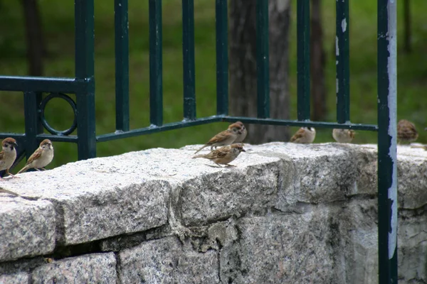 Temmuz 2004 Parktaki Sparrow Grubu — Stok fotoğraf