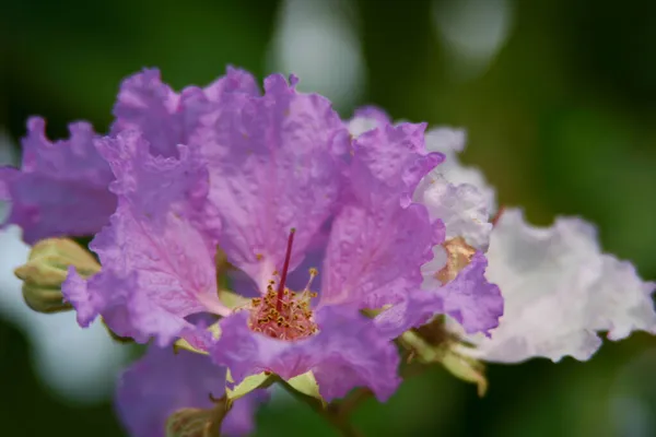 Die Lagerstroemia Speciosa Die Schöne Purpurblume Garten — Stockfoto