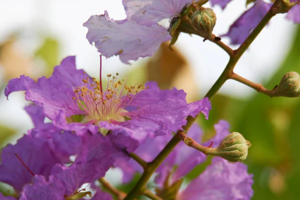 Lagerstroemia Specosa Bahçedeki Güzel Mor Çiçek — Stok fotoğraf