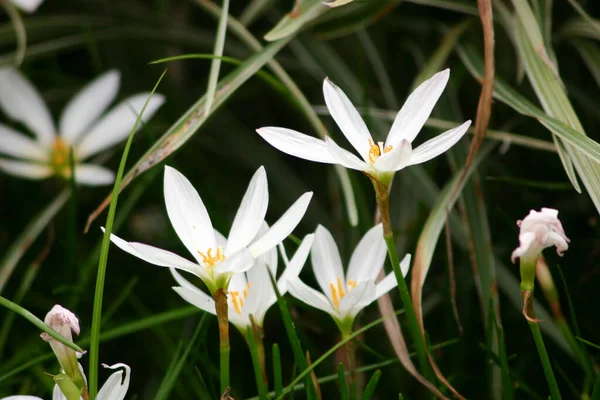 White Zephyranthes Flowers Green Leaves Background — Stock Photo, Image