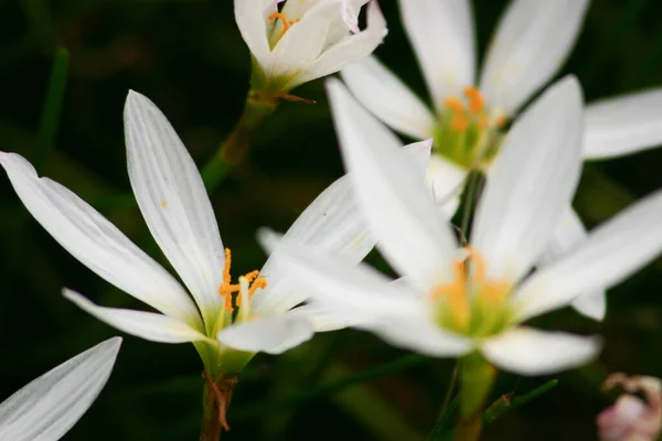 Flores Zephyranthes Blanco Hojas Verdes Fondo —  Fotos de Stock