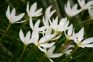 beyaz zephyranthes çiçekleri ve yeşil yapraklar arka plan