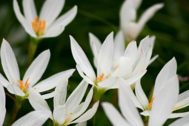 beyaz zephyranthes çiçekleri ve yeşil yapraklar arka plan