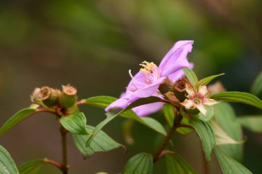 Bir Tibouchina Urvilleana, Mor Prenses Çiçeği