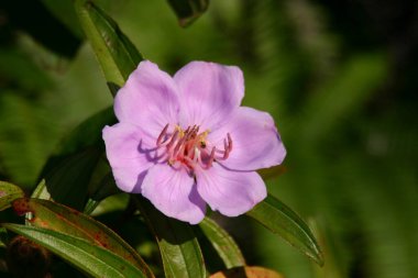 Bir Tibouchina Urvilleana, Mor Prenses Çiçeği