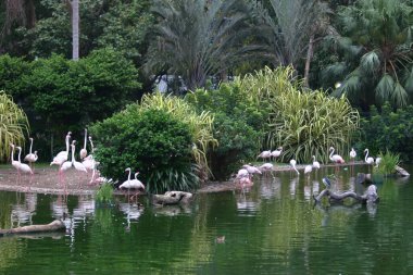 Kowloon parkında bir Flamingo, Hong Kon