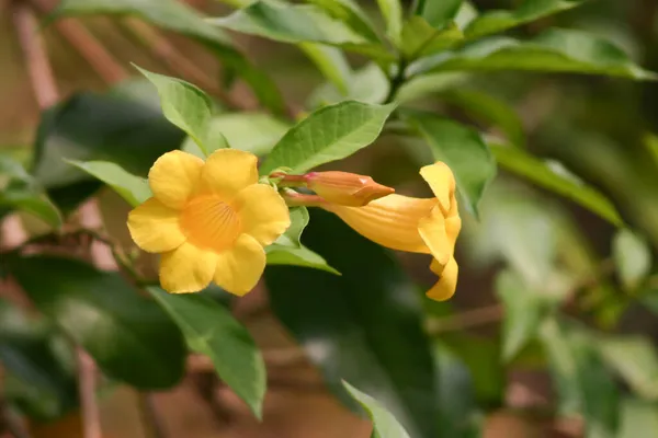 Bir Demet Güzel Sarı Allamanda Cathartica Çiçekleri Yakın Plan — Stok fotoğraf