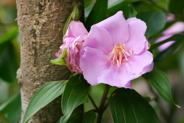 Tibouchina Urvilleana Fioletowy Kwiat Księżniczki — Zdjęcie stockowe