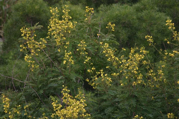 Close Acacia Confusa Fundo Natureza — Fotografia de Stock