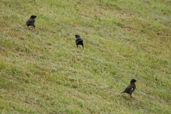 Groupe Oiseaux Dans Herbe Fond Nature — Photo