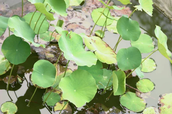 Giglio Acqua Lotus Momento Summe — Foto Stock