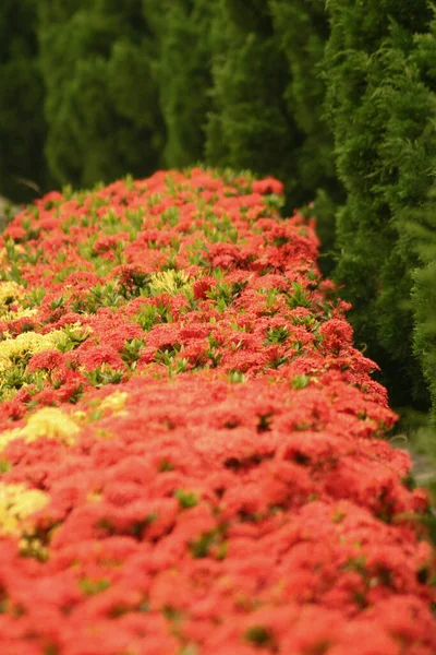 Rubiaceae Blühen Ixora Coccinea Blume Garten — Stockfoto