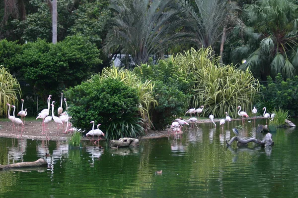 Flamingo Parque Kowloon Hong Kon — Fotografia de Stock