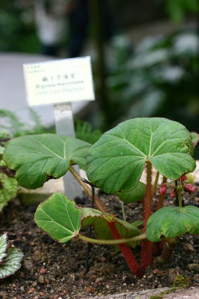 鉢の中の様々な美しい緑の観葉植物 — ストック写真