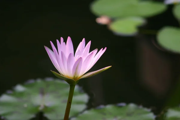Mooie Roze Waterlelie Lotusbloem Vijver Voor Tekst — Stockfoto