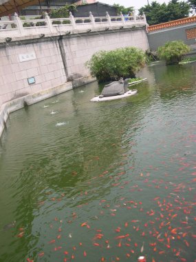 Renkli dekoratif balıklar suni bir gölette yüzerler, yukarıdan görünürler.