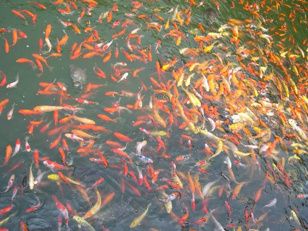 Renkli Dekoratif Balıklar Suni Bir Gölette Yüzerler Yukarıdan Görünürler — Stok fotoğraf