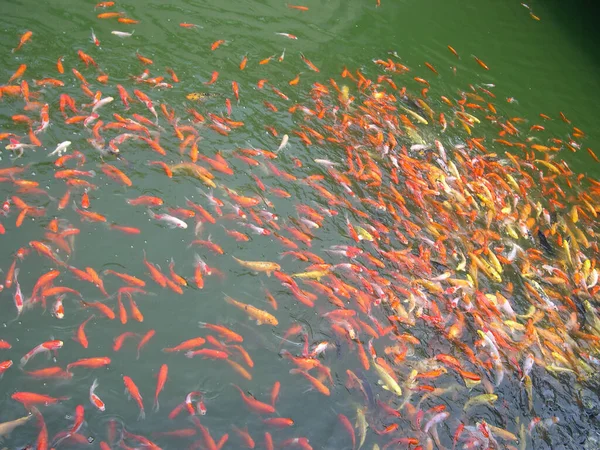 Coloridos Peces Decorativos Flotan Estanque Artificial Vista Desde Arriba —  Fotos de Stock