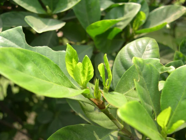 Green Plant Leaves Background Top View Nature Spring Concept — Stock Photo, Image