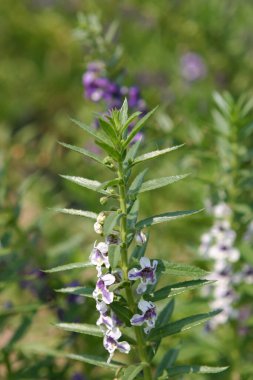 Bahçe çiçek show at Snapdragon çiçek