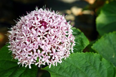 Ortancalar, güzel çiçekler. Doğada güzellik. 