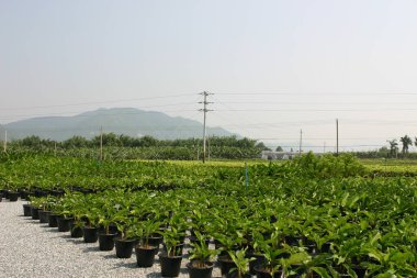 Bahçe işleri için bitkilerin ve ağaçların fidanlığı..