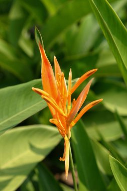 Turna çiçeği olarak da bilinen bir Strelitzia çiçeği.