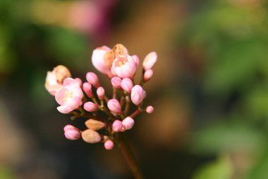 Bahçedeki güzel Jatropha tamgerrima çiçeklerini kapat..
