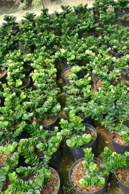 Bahçe işleri için bitki ve ağaçların olduğu bir fidanlık..