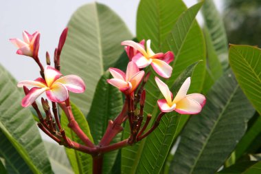Çiçek açmış bir Plumeria çiçeği.