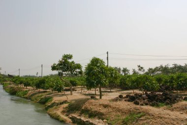Bahçe işleri için bitkilerin ve ağaçların fidanlığı.