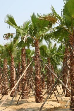 Phoenix Dactylifera çiftliği, yaygın olarak hurma veya palmiye ağaçları olarak bilinir.