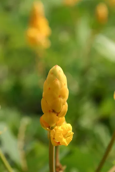 Senna Alata Arbusto Vela Arbusto Candelabro Arbusto Tiña — Foto de Stock