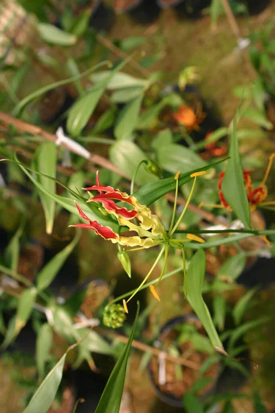 Hamelia Patens Pflanze Mit Roten Zweigen Voller Spinnennetz Und Einem — Stockfoto