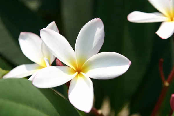 Flor Plumería Plena Floración Frangipani — Foto de Stock