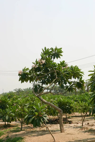 Квітка Сливи Повному Розквіті Франгіпані — стокове фото