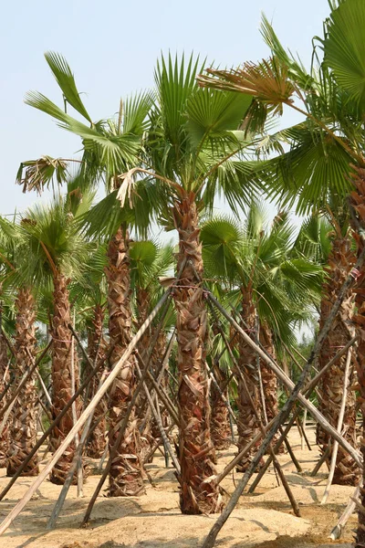 Plantacja Daktylifery Phoenix Powszechnie Znanej Jako Palmy Daty Lub Daty — Zdjęcie stockowe