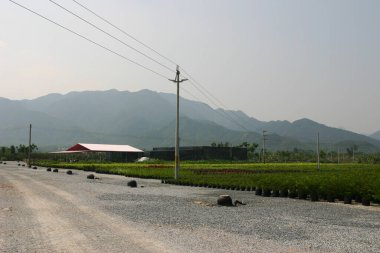 Bahçe işleri için bitki ve ağaçların olduğu bir fidanlık..