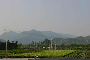 Bahçe işleri için bitki ve ağaçların olduğu bir fidanlık..