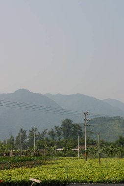 Bahçe işleri için bitki ve ağaçların olduğu bir fidanlık..