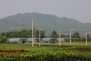 Bahçe işleri için bitkilerin ve ağaçların fidanlığı..