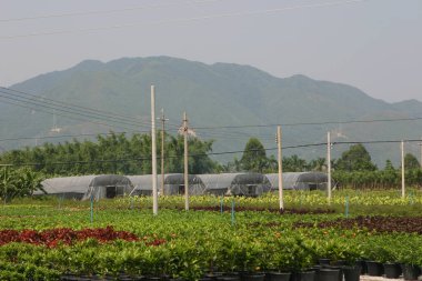 Bahçe işleri için bitkilerin ve ağaçların fidanlığı..