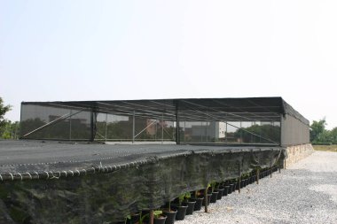 Bahçe işleri için bitki ve ağaçların olduğu bir fidanlık..