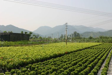 Bahçe işleri için bitki ve ağaçların olduğu bir fidanlık..