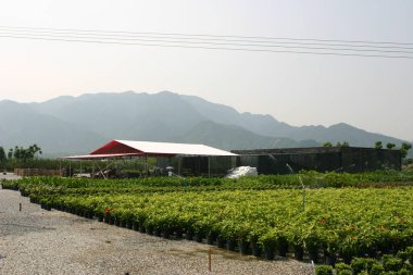 Bahçe işleri için bitki ve ağaçların olduğu bir fidanlık..
