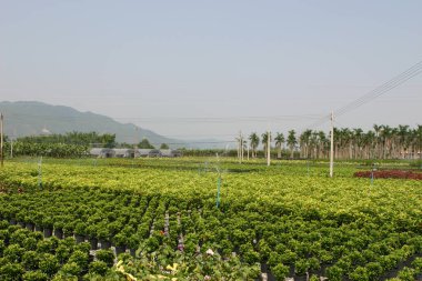 Bahçe işleri için bitki ve ağaçların olduğu bir fidanlık..